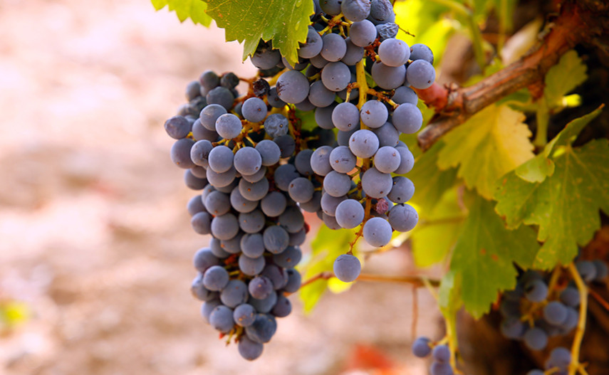 De heropleving van Garnacha