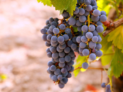 De heropleving van Garnacha