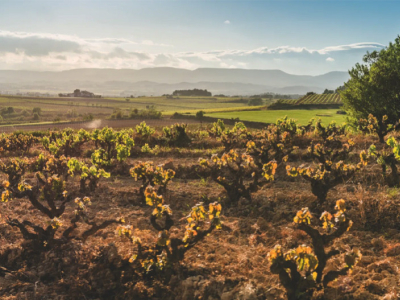 Corpinnat: de bubbels die ontstaan uit het hart van de Penedès
